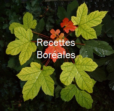 recettes avec les plantes indigènes du Québec, image de feuilles d'érable
